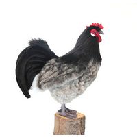 Эльзасская курица 34 см, Hansa