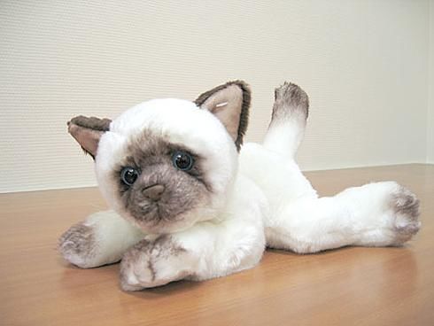 Сиамский кот