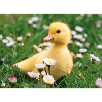    , Ravensburger