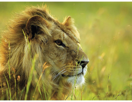   , Ravensburger