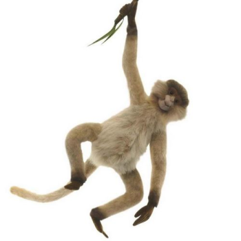 Паукообразная обезьяна, Hansa