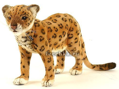 Переднеазиатский леопард, Hansa