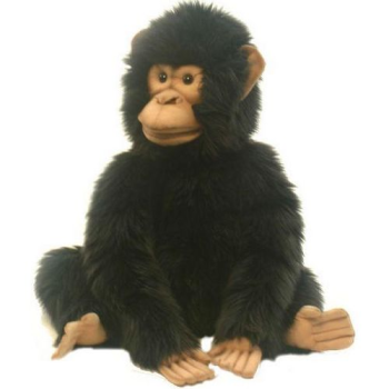 Шимпанзе, Hansa